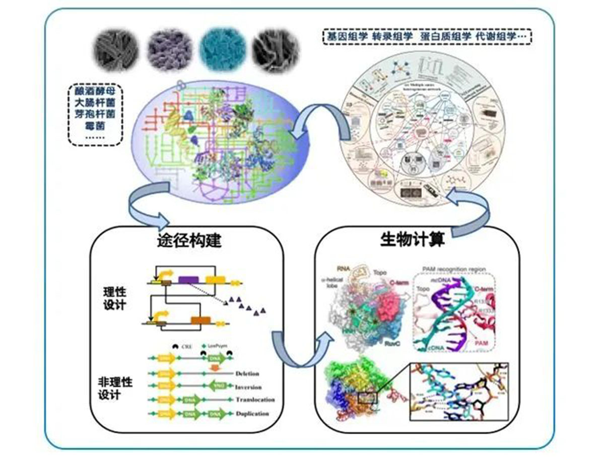 專訪 | 嘉必優(yōu)：立足合成生物學(xué)底層技術(shù) 揚帆生物經(jīng)濟“藍?！? style=